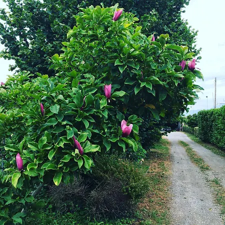 Toscana Il Pino Bed & Breakfast *